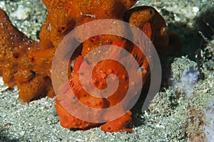 Painted frogfish Antennarius pictus