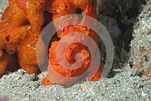 Painted frogfish Antennarius pictus