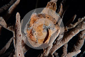 Painted frogfish Antennarius pictus