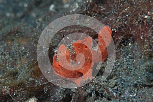 Painted frogfish Antennarius pictus