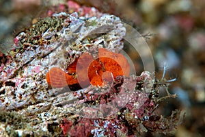 Painted frogfish Antennarius pictus