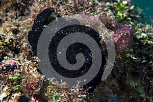 Painted frogfish Antennarius pictus