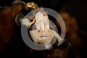 Painted frogfish - Antennarius pictus