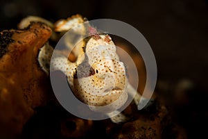 Painted Frogfish - Antennarius pictus