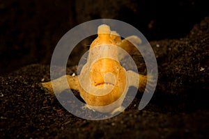 Painted Frogfish - Antennarius pictus