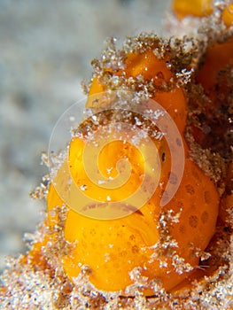 Painted frogfish, Antennarius pictus. Pulisan, Indonesia