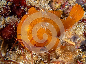 Painted frogfish, Antennarius pictus. Pulisan, Indonesia