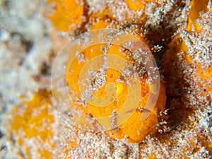 Painted frogfish, Antennarius pictus. Pulisan, Indonesia