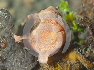 Painted frogfish
