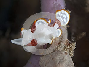 Painted frogfish