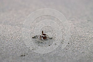 Painted ghost crab, Ocypode gaudichaudii, on the burrow on a sandy beach