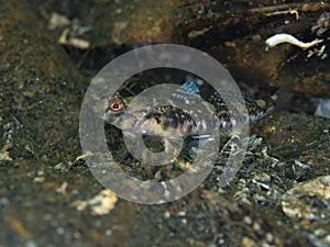 Painted goby, Pomatoschistus pictus. Loch Long. Diving, Scotland