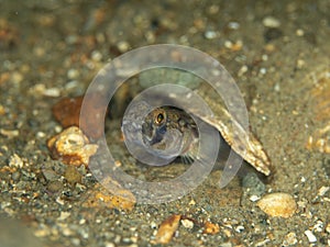 Painted goby, Pomatoschistus pictus. Loch Long. Diving, Scotland