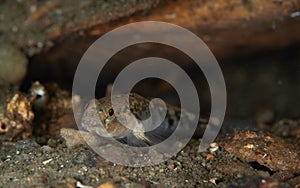 Painted goby, Pomatoschistus pictus. Loch Long. Diving, Scotland