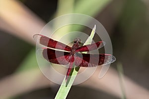 Painted Grasshawk or Neurothemis stigmatizans observed in Waigeo in West Papua