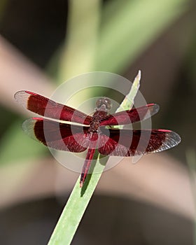 Painted Grasshawk or Neurothemis stigmatizans observed in Waigeo in West Papua