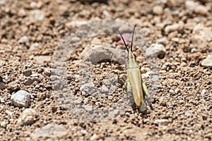 Painted Grasshopper in Djibouti, East Africa