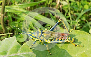 Pianted Grasshoper adorning green leaf photo