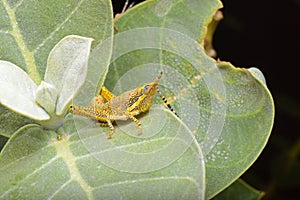 Painted grasshopper, Poekilocerus pictus on calotrophis gigentea