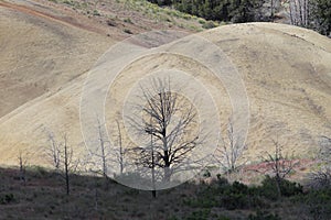 Painted Hills in the John Day Fossil Beds National Monument at Mitchell City, Wheeler County, Northeastern Oregon, USA