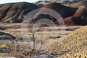 Painted Hills in the John Day Fossil Beds National Monument at Mitchell City, Wheeler County, Northeastern Oregon, USA