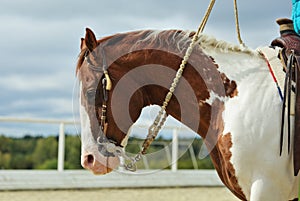 Painted horse portrait, stallion with western bridle