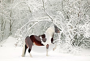 Painted horse running in snow covered woods