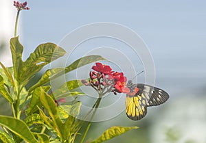 Painted Jezebel butterfly