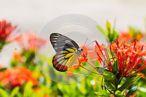 Painted Jezebel butterfly