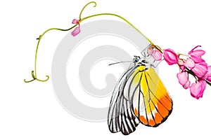 Painted Jezebel butterfly