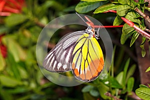 Painted Jezebel Butterfly (Delias hyparete indica)