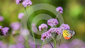 The Painted Jezebel butterfly Delias hyparete on Verbena flower, Beautiful butterfly with colorful wing, image with a soft focus