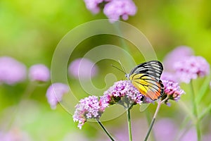 The Painted Jezebel butterfly Delias hyparete on Verbena flower, Beautiful butterfly with colorful wing, image with a soft focus