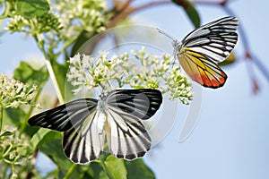 Painted Jezebel butterfly in flight gathering pollen photo