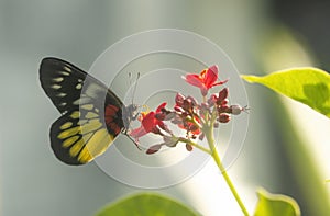 Painted Jezebel butterfly on a flower photo