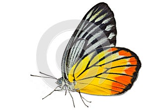 Painted Jezebel butterfly on white