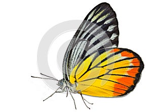 Painted Jezebel butterfly on white photo