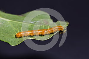 Painted Jezebel caterpillar photo