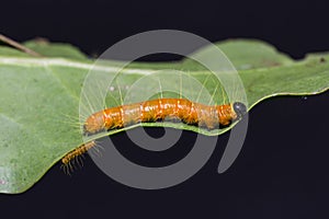 Painted Jezebel caterpillars