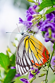 Painted Jezebel colorful butterfly