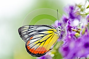 Painted Jezebel colorful butterfly photo