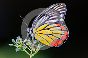 Painted Jezebel colorful butterfly gathering pollen