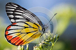 Painted Jezebel colorful butterfly gathering pollen photo