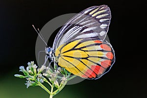 Painted Jezebel colorful butterfly gathering pollen photo