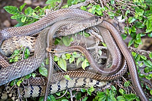 Painted keelbacks, on a tree.