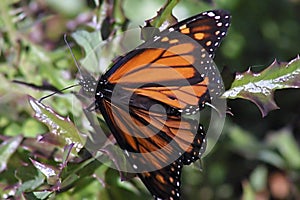 painted lady