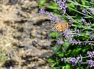 Painted Lady