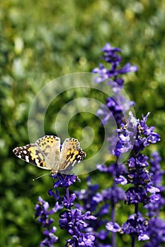 Painted lady on the aconite