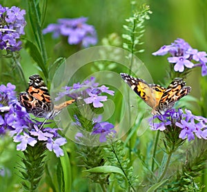 Painted Lady Butterflies