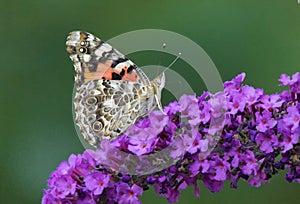 Painted Lady Butterfly